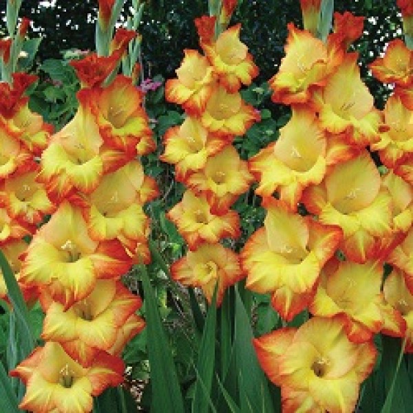 Gladiolus Yellow Orange - 6 Bulbs